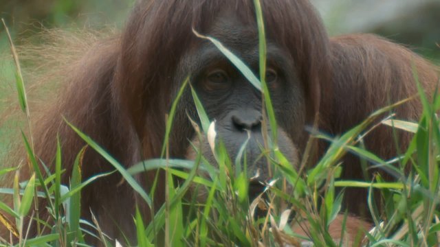 orangutan