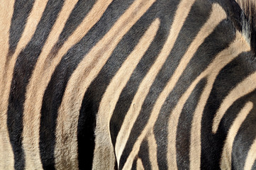 Fototapeta na wymiar Zebra Streifen