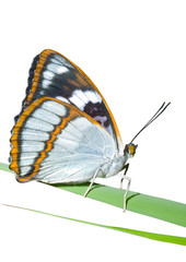 Butterfly (Apatura schrencki) 2