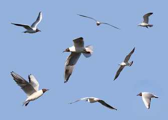 Gulls (Larus ridibundus) in flight