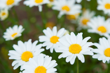Fototapeta na wymiar 見頃の白い菊