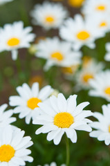 満開の白い菊