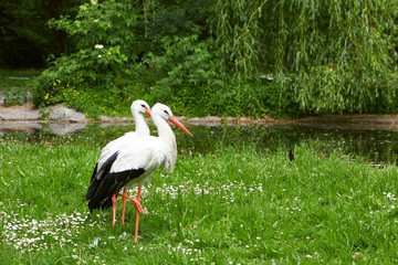 White stork and green nature
