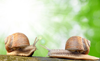 Garden snail (Helix aspersa)