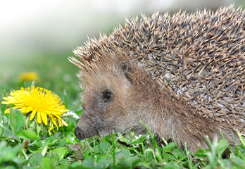 hedgehog © vencav