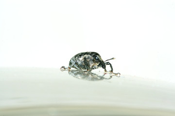 weevil