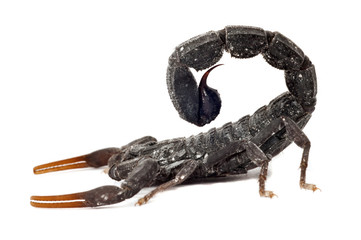 black scorpion  isolated on white