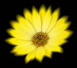 Yellow Daisy with Radial Blur Isolated on Black