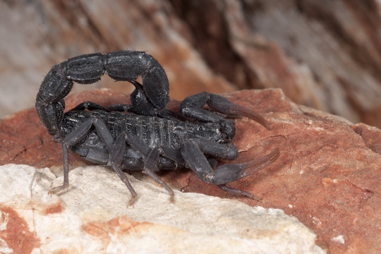 black scorpion ready to strike