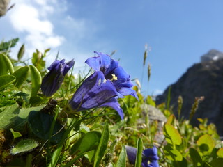 Enzian Frühlingsblume in den Alpen