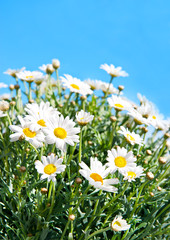 daisies on blue sky background