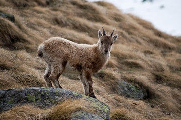 Cucciolo di stambecco 5