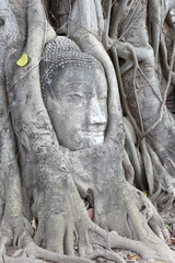 Obraz premium Buddha statue entwined by roots of spiritual tree at Wat Phra Ma