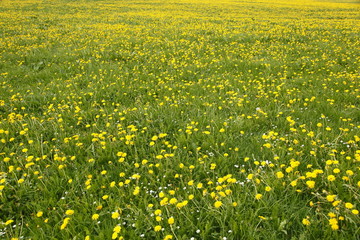 Löwenzahnwiese als Hintergrund