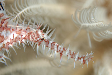 Geisterpfeiffenfisch