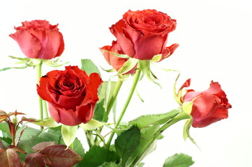red roses