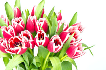 colorful bouquet of fresh pink tulips