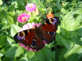 Motyl © edwinpl