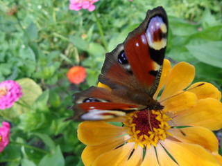 Motyl © edwinpl
