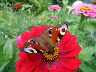 Motyl © edwinpl