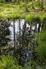 Fototapeta premium small swamp in forrest setting