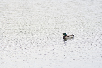 Lonely duck in the Ostankinsky pond