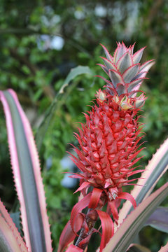 Small pink pineapple