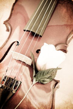 Violin and a Rose in Grunged Texture
