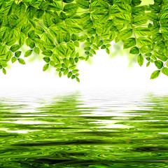 Fototapeta na wymiar fresh Green leaves isolated on white background