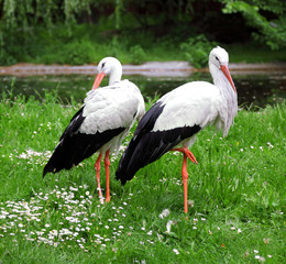 Couple of white storks