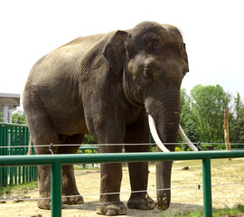 Fototapeta premium elephant in zoo