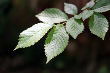 beech tree leaves