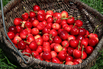 cerises