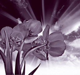 monochromatic picture of tulips and sky