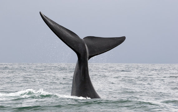 Fototapeta whale