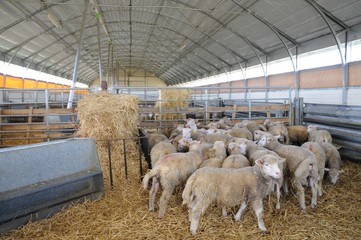bergerie