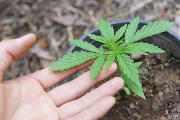 Hanfanbau Cannabispflanze