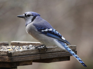 Blue Jay on a Feeder