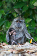 Monkey and baby