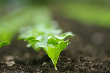 芽のクローズアップ