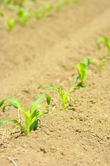 トウモロコシの芽