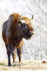 wild bison © Vasiliy Koval
