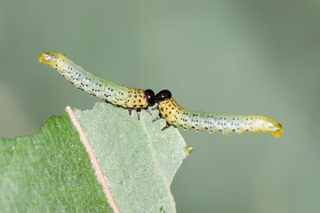 groups of insects eating leaves