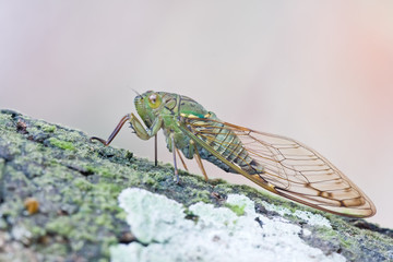 A beautiful cicada sucking tree sap