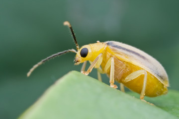 A yellow beetle on green leaf