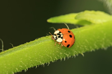 ladybug
