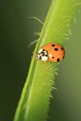 ladybug