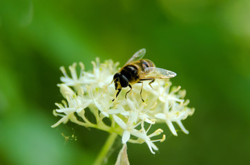 insecte butineur