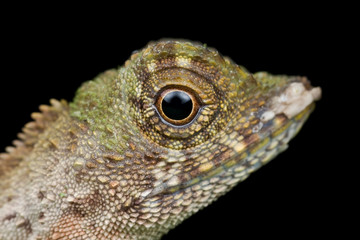 Profile of an earless agamid lizard