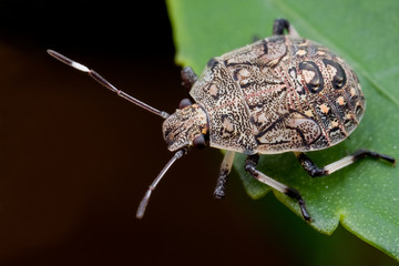 A shield bug/stink bug nymph on green leaf